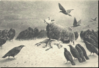 Picture of a sheep standing over her slain lamb while the vultures gather around